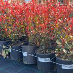 Červienka Fraserova (Photinia × fraseri) ´LITTLE RED ROBIN´ - výška 30-50 cm, kont. C3L
